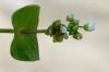 image of Claytonia perfoliata