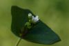 image of Claytonia perfoliata