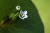 image of Claytonia perfoliata