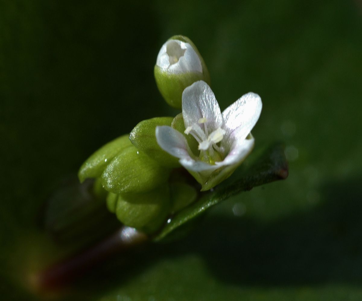 Montiaceae Claytonia perfoliata