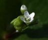 image of Claytonia perfoliata