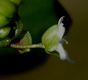 image of Claytonia perfoliata