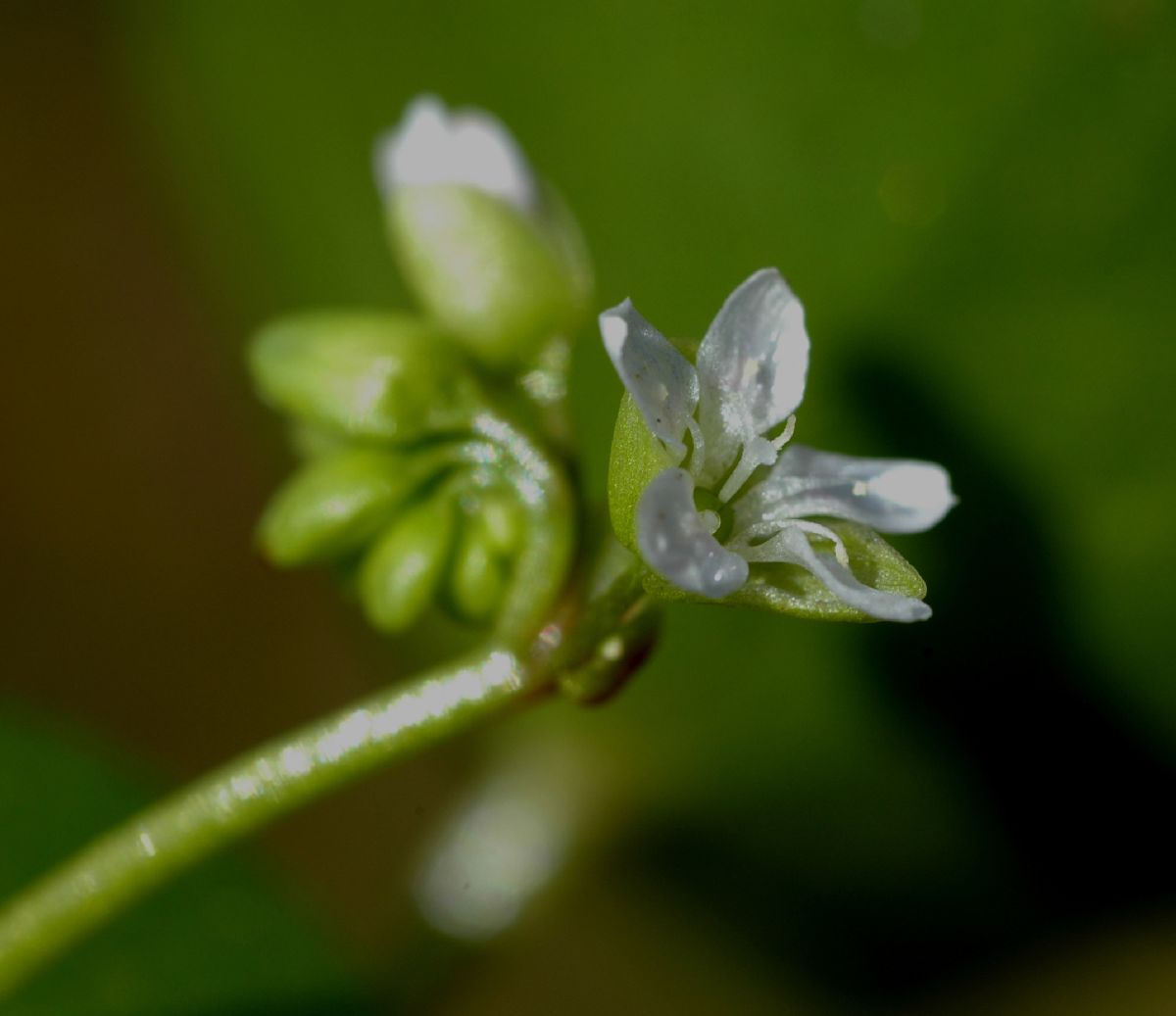 Montiaceae Claytonia perfoliata