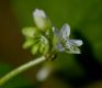 image of Claytonia perfoliata