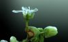 image of Claytonia perfoliata