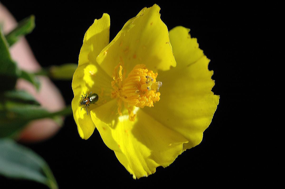 Papaveraceae Dendromecon rigida