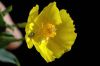 image of Dendromecon rigida