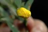 image of Dendromecon rigida