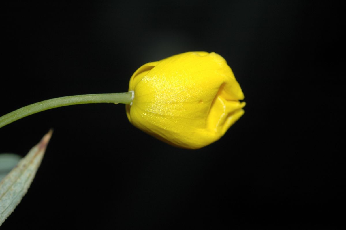 Papaveraceae Dendromecon rigida