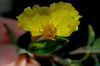 image of Dendromecon rigida
