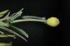 image of Dendromecon rigida