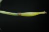 image of Dendromecon rigida