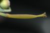 image of Dendromecon rigida