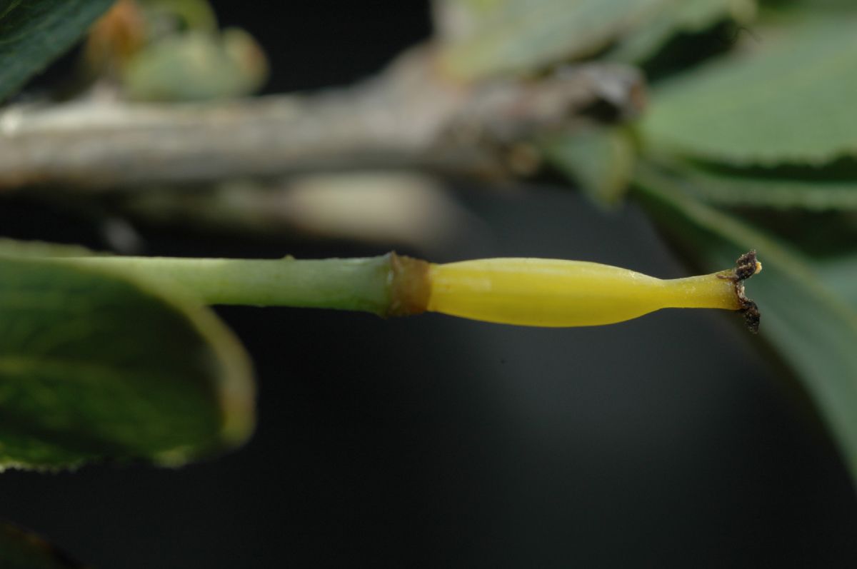 Papaveraceae Dendromecon rigida