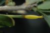 image of Dendromecon rigida