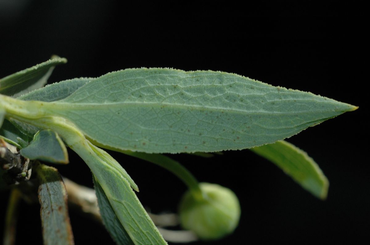 Papaveraceae Dendromecon rigida