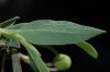 image of Dendromecon rigida
