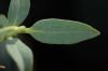 image of Dendromecon rigida