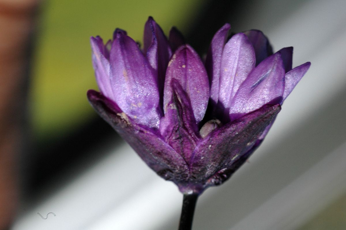 Themidaceae Dichelostemma capitatum