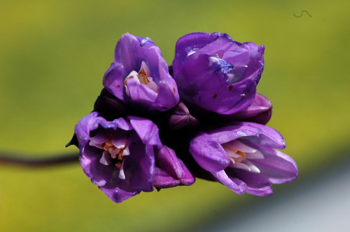 Themidaceae Dichelostemma capitatum