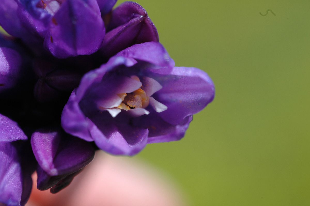 Themidaceae Dichelostemma capitatum