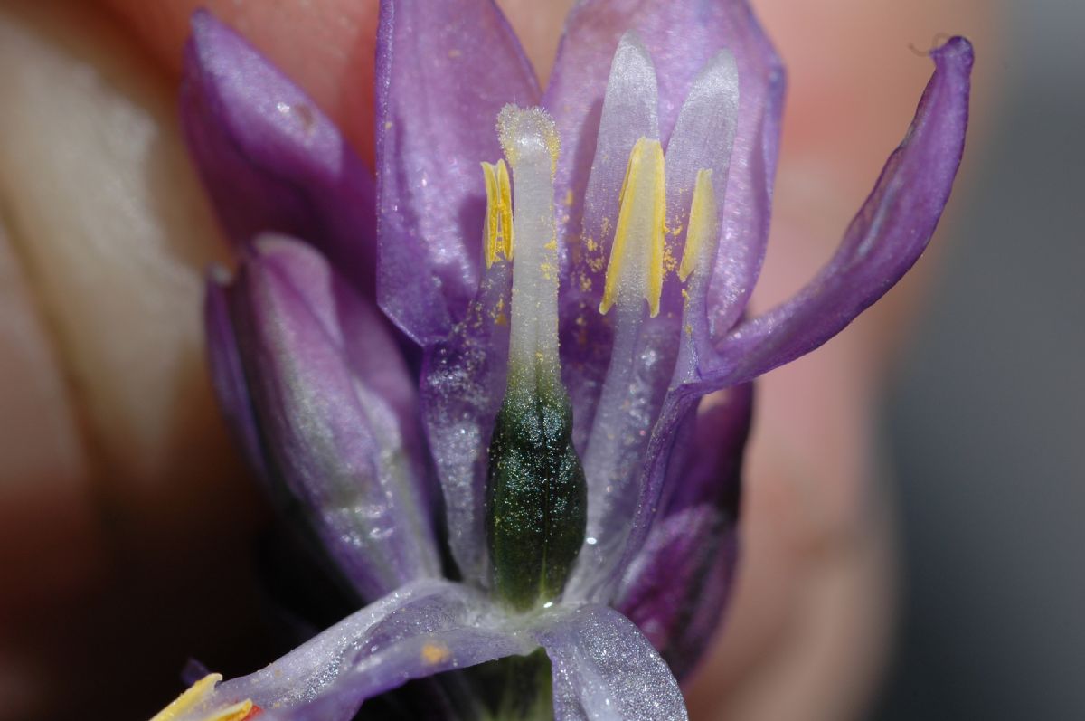 Themidaceae Dichelostemma capitatum