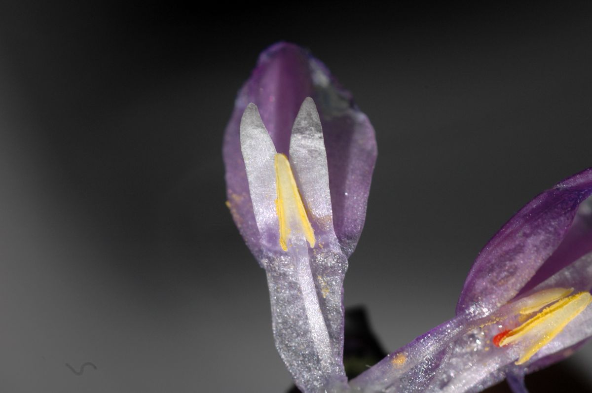 Themidaceae Dichelostemma capitatum