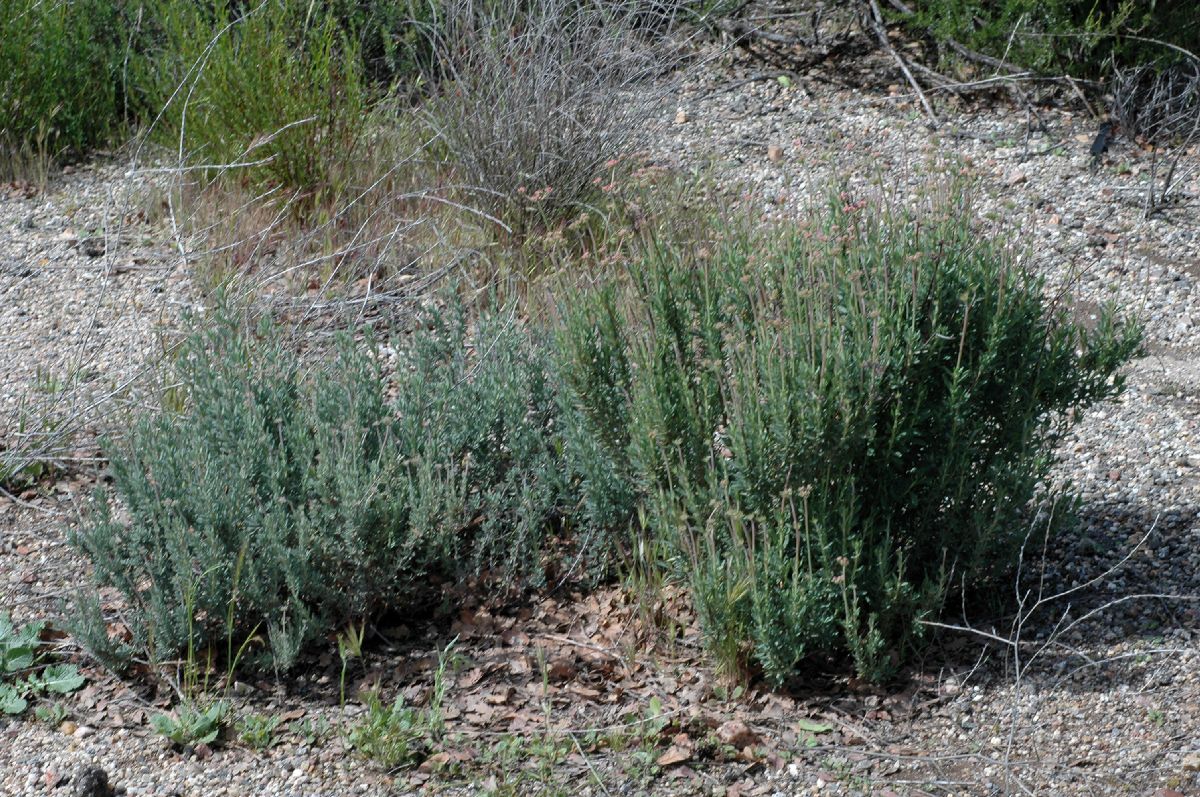 Polygonaceae Eriogonum fasciculatum