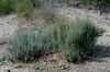 image of Eriogonum fasciculatum