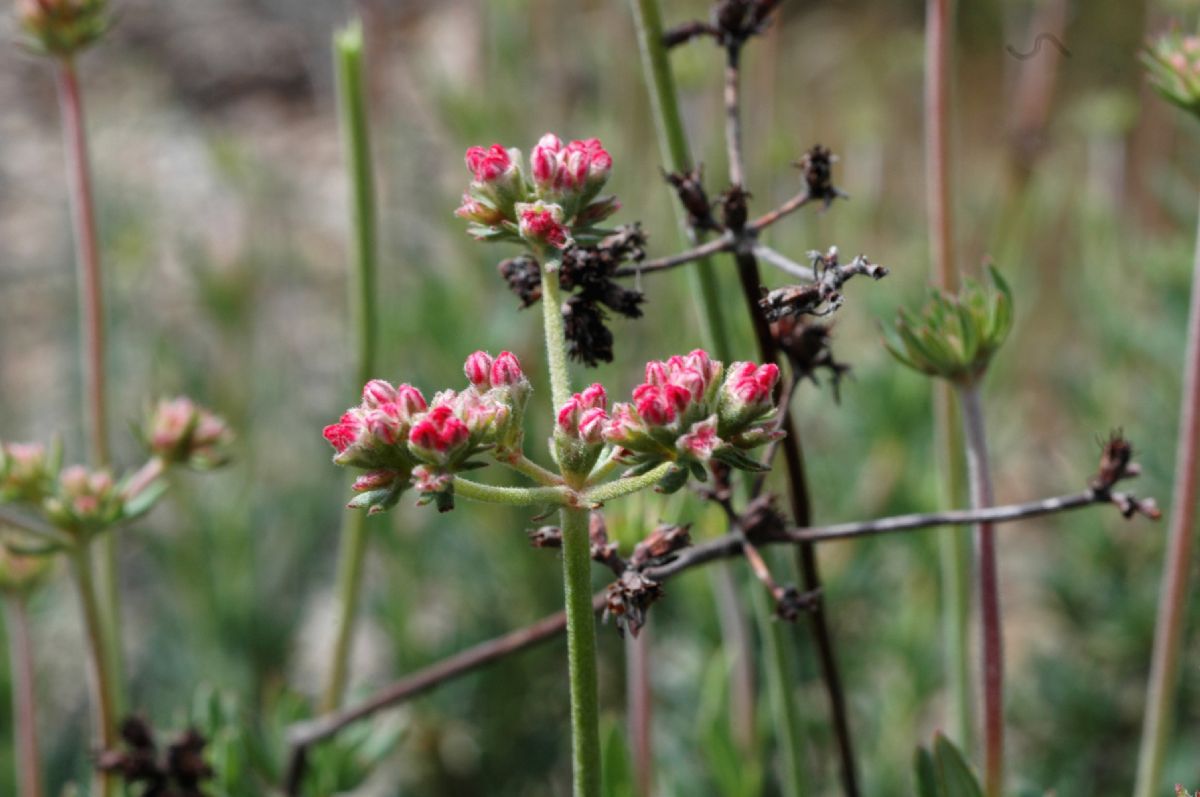 Polygonaceae Eriogonum fasciculatum