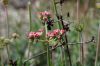 image of Eriogonum fasciculatum