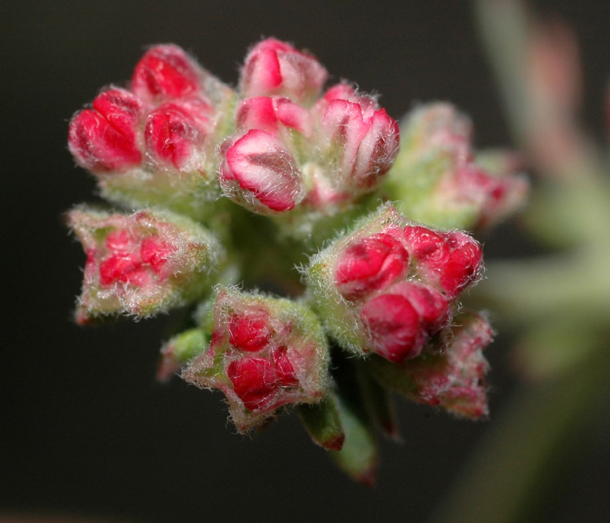 Polygonaceae Eriogonum fasciculatum