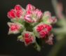 image of Eriogonum fasciculatum