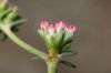 image of Eriogonum fasciculatum
