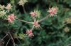 image of Eriogonum fasciculatum