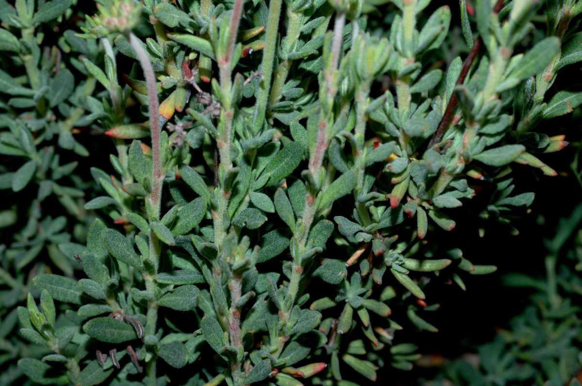Polygonaceae Eriogonum fasciculatum