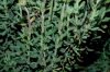 image of Eriogonum fasciculatum