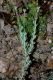 image of Eriogonum fasciculatum