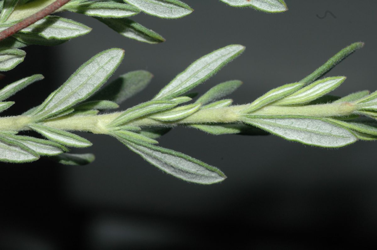 Polygonaceae Eriogonum fasciculatum