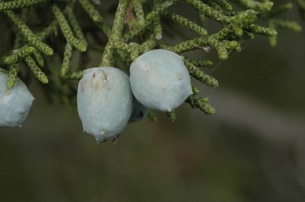 Cupressaceae Juniperus californica