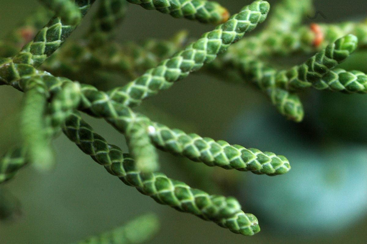 Cupressaceae Juniperus californica