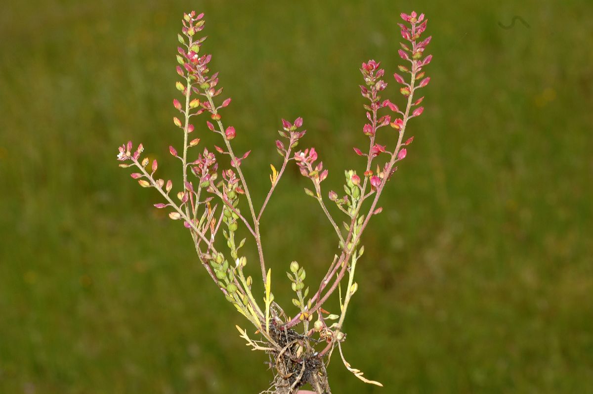 Brassicaceae Lepidium oxycarpum