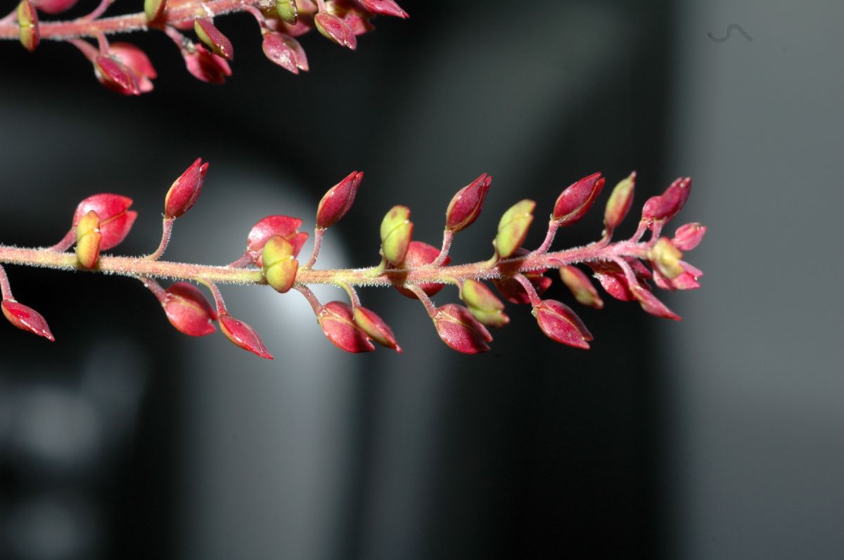 Brassicaceae Lepidium oxycarpum