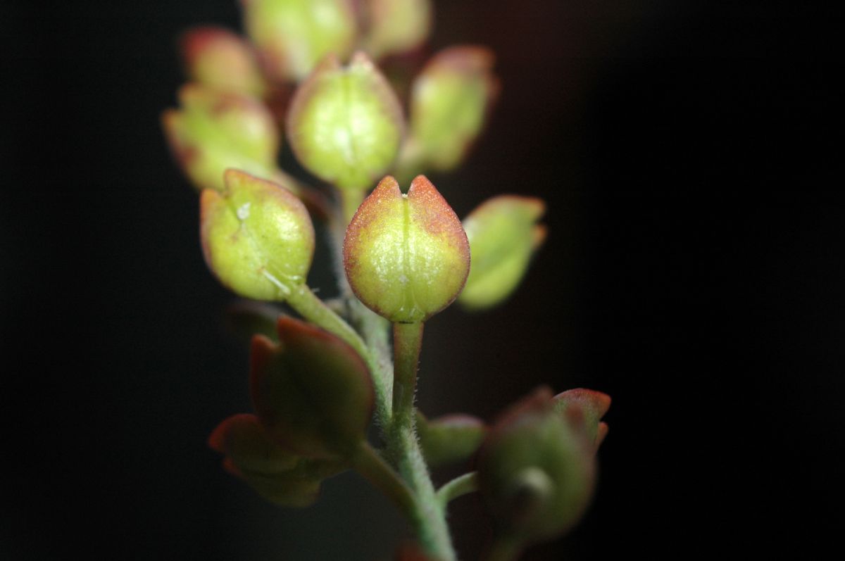 Brassicaceae Lepidium oxycarpum