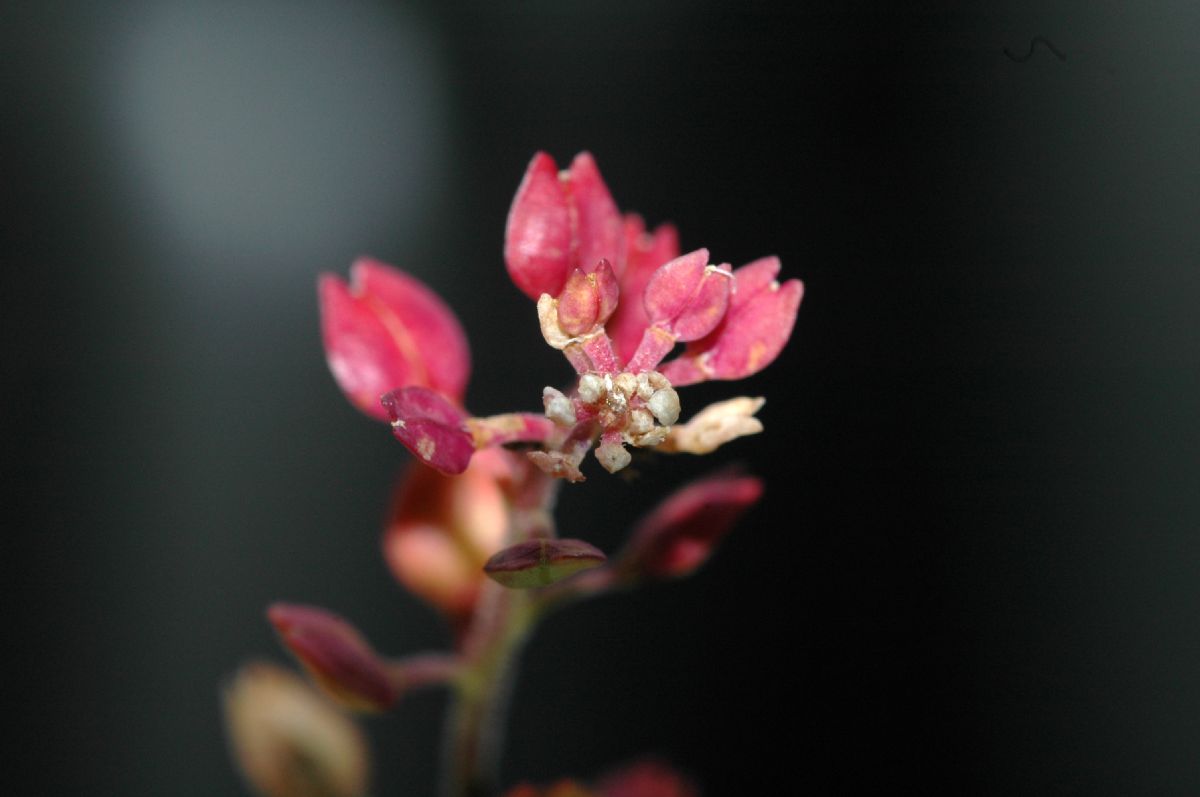 Brassicaceae Lepidium oxycarpum