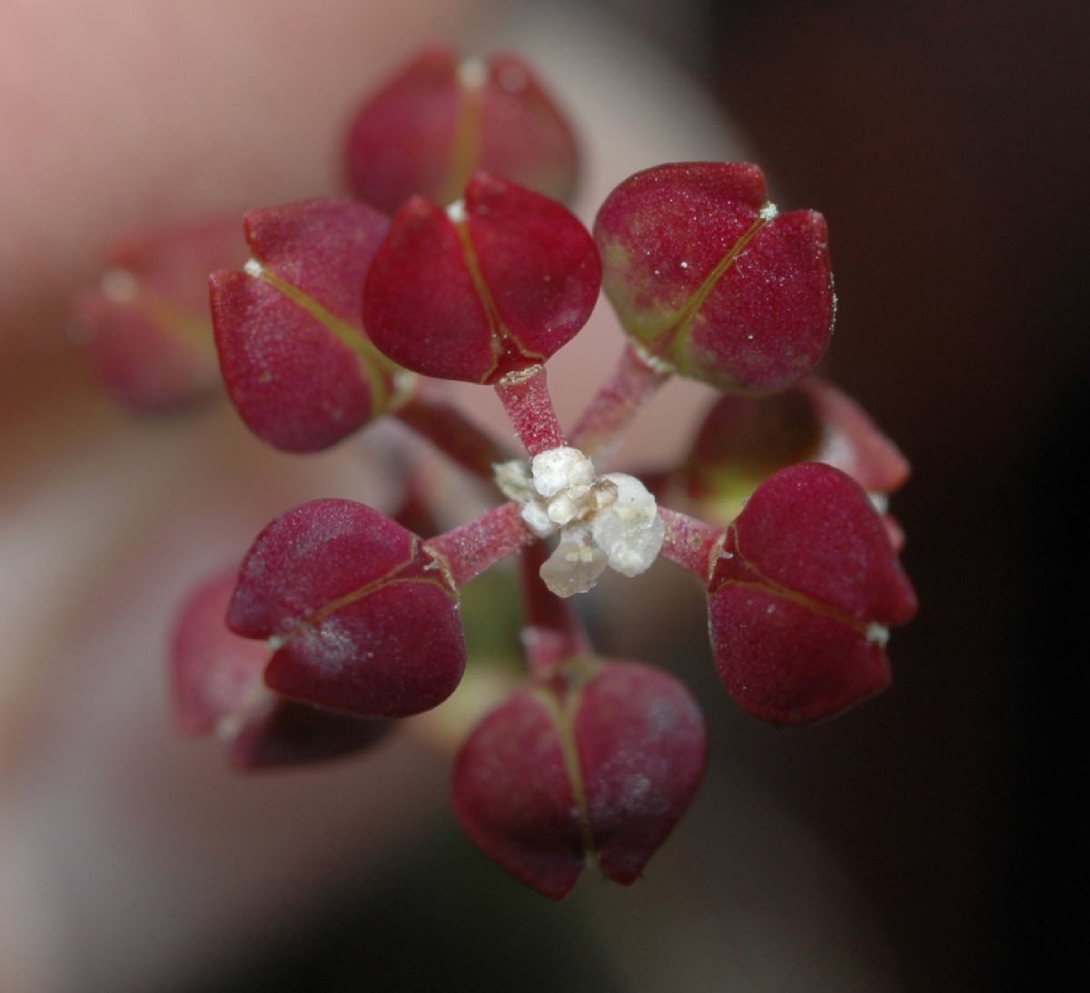 Brassicaceae Lepidium oxycarpum