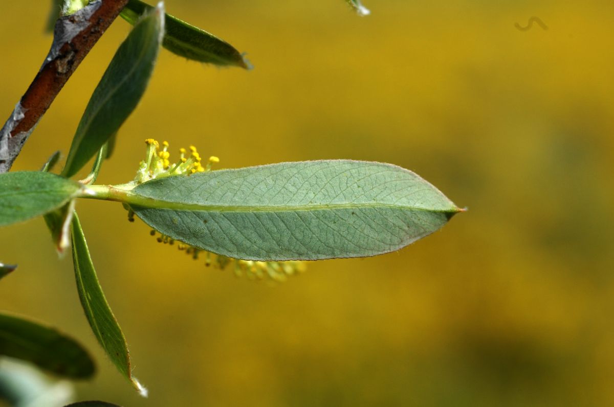 Salicaceae Salix lasiolepis