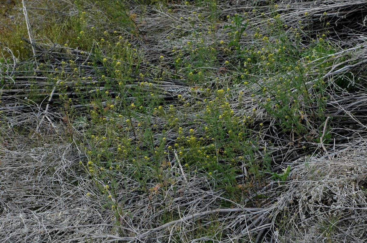 Brassicaceae Descurainia incisa