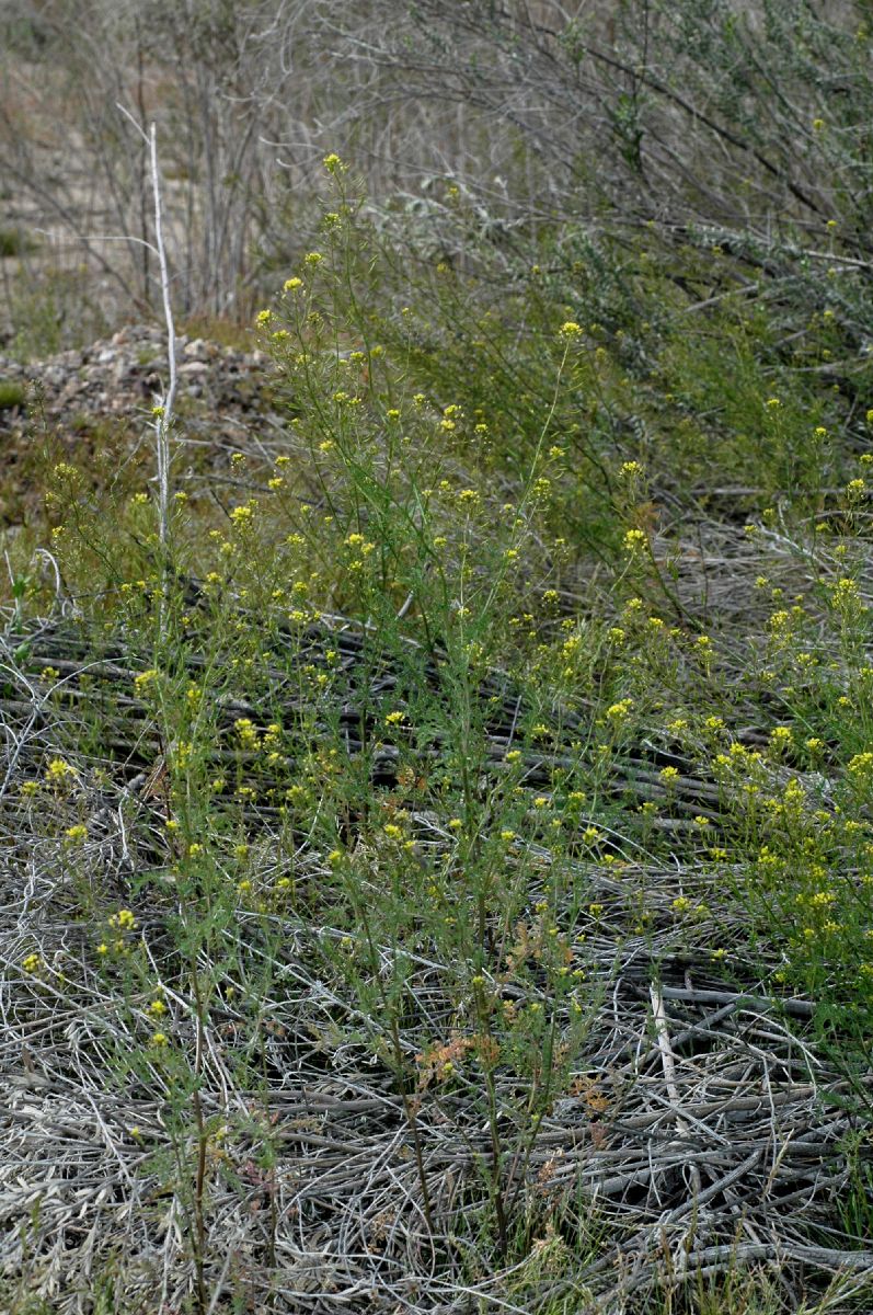 Brassicaceae Descurainia incisa