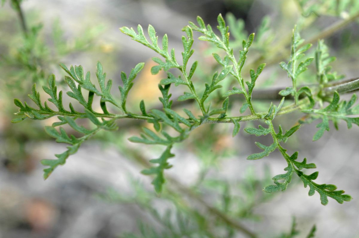 Brassicaceae Descurainia incisa